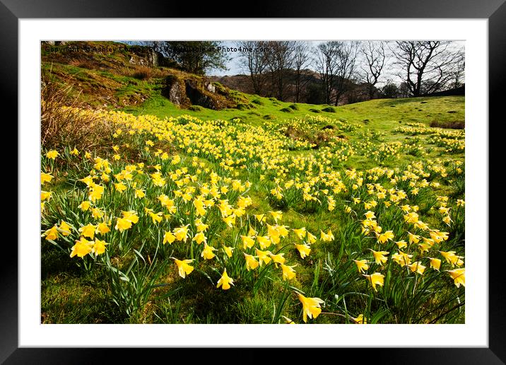 Daffodil Spring. Framed Mounted Print by Ashley Cooper