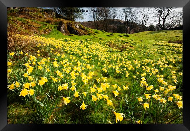 Daffodil Spring. Framed Print by Ashley Cooper