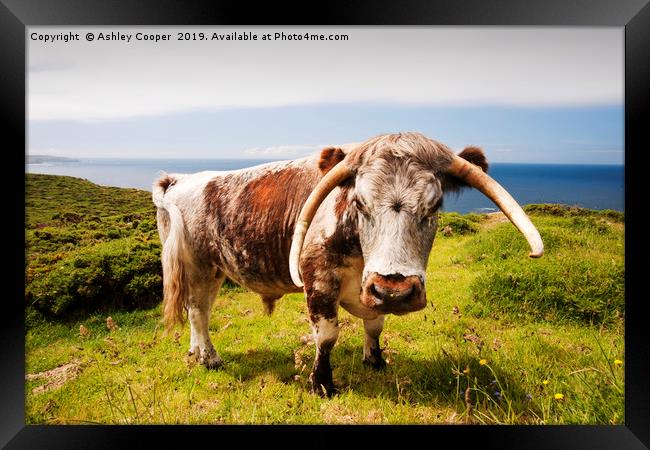 Longhorn bull. Framed Print by Ashley Cooper