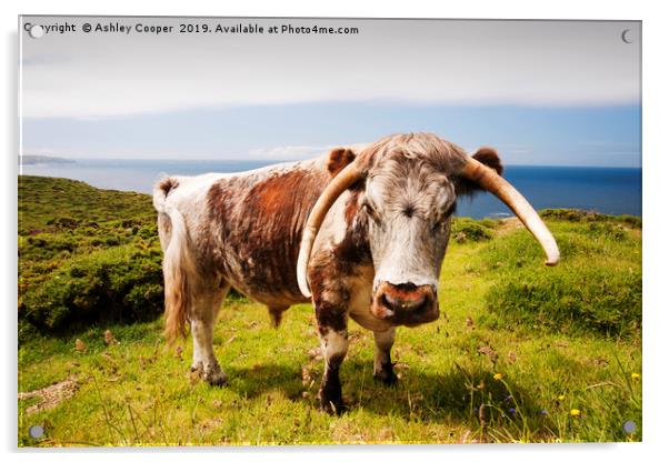 Longhorn bull. Acrylic by Ashley Cooper