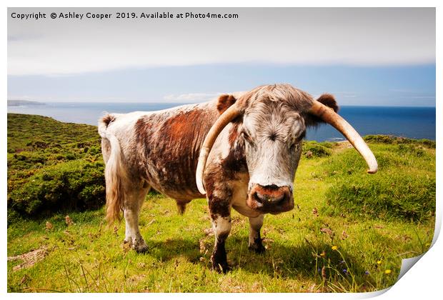 Longhorn bull. Print by Ashley Cooper