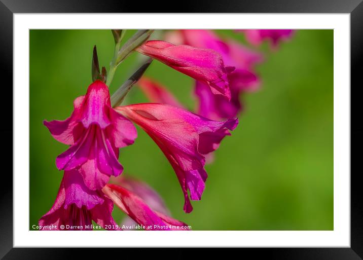 The Majestic Beauty of Wild Pink Gladioli Framed Mounted Print by Darren Wilkes