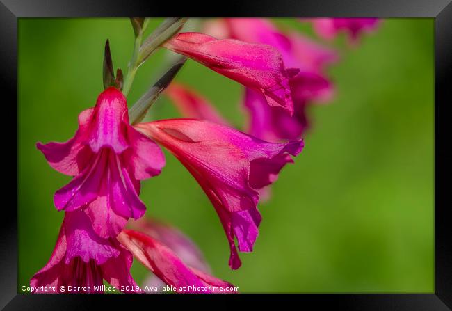 The Majestic Beauty of Wild Pink Gladioli Framed Print by Darren Wilkes