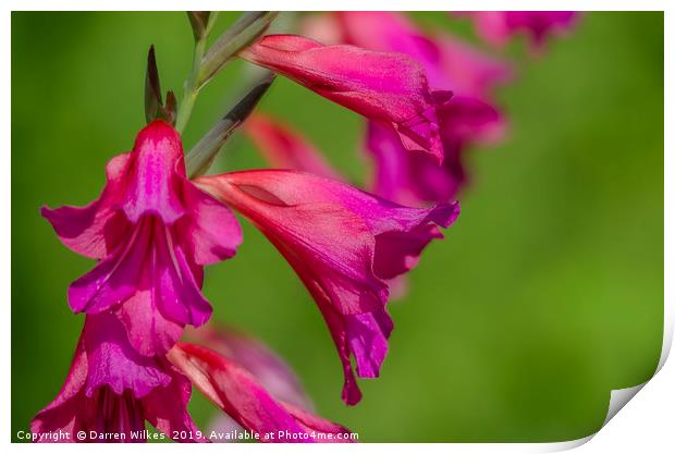The Majestic Beauty of Wild Pink Gladioli Print by Darren Wilkes