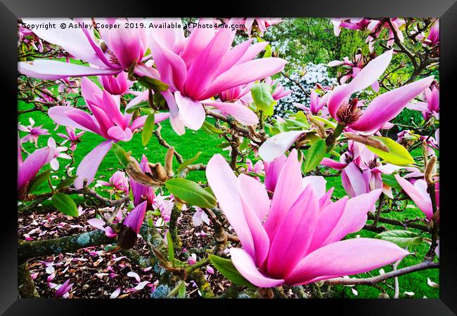 Pink Magnolia. Framed Print by Ashley Cooper