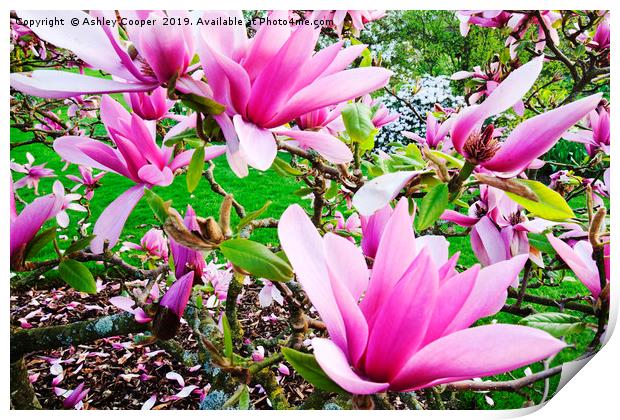 Pink Magnolia. Print by Ashley Cooper