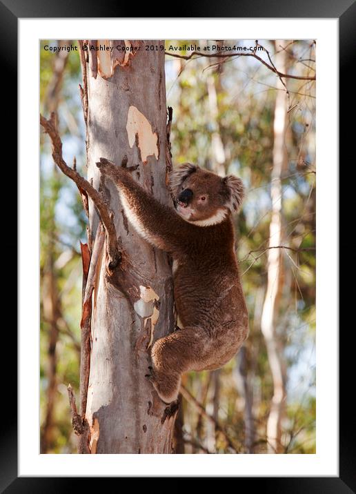 Koala. Framed Mounted Print by Ashley Cooper