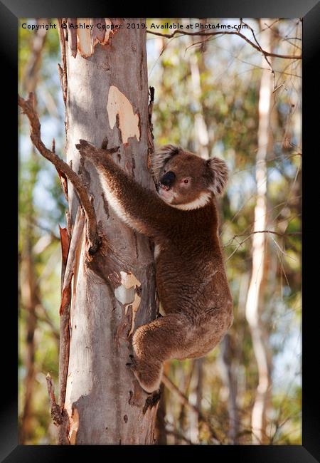 Koala. Framed Print by Ashley Cooper