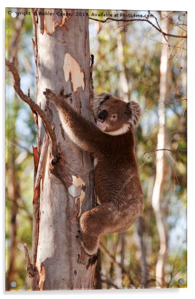 Koala. Acrylic by Ashley Cooper