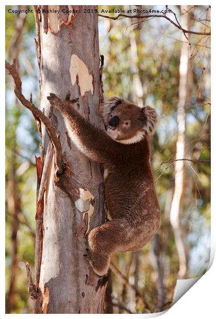 Koala. Print by Ashley Cooper