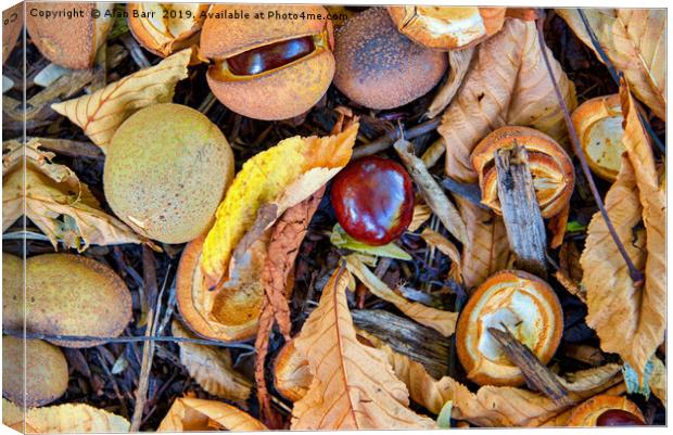 Autumn's Forest Floor Canvas Print by Alan Barr