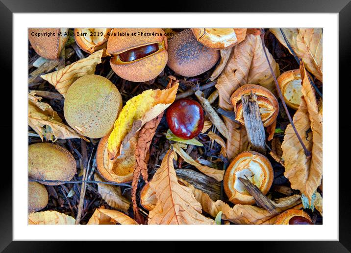 Autumn's Forest Floor Framed Mounted Print by Alan Barr