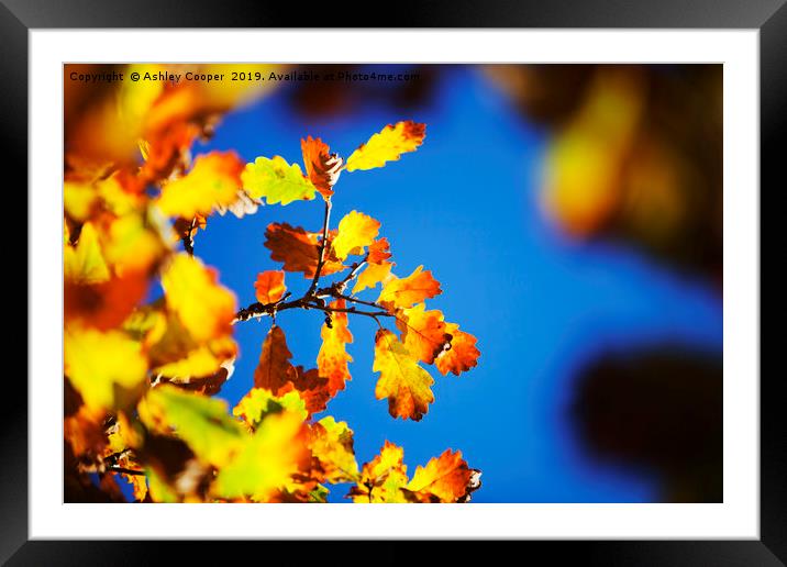 Oak leaves. Framed Mounted Print by Ashley Cooper