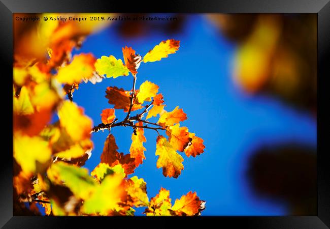 Oak leaves. Framed Print by Ashley Cooper