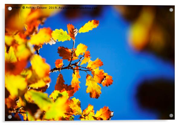 Oak leaves. Acrylic by Ashley Cooper
