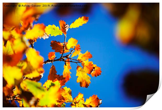 Oak leaves. Print by Ashley Cooper