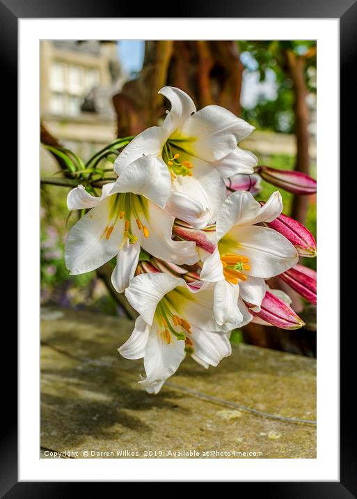 White Lillys Framed Mounted Print by Darren Wilkes