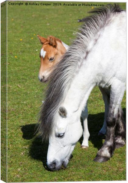 Pony and foal.  Canvas Print by Ashley Cooper