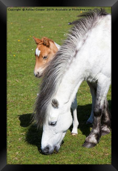 Pony and foal.  Framed Print by Ashley Cooper
