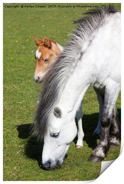 Pony and foal.  Print by Ashley Cooper