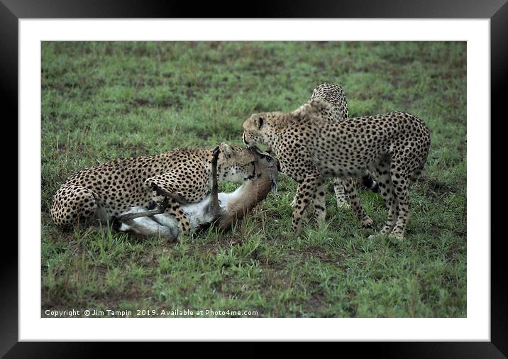 JST126. Cheetah Kill Framed Mounted Print by Jim Tampin