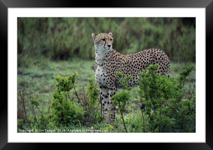 JST125 Cheetah eyes Framed Mounted Print by Jim Tampin
