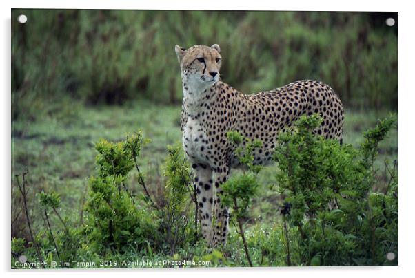 JST125 Cheetah eyes Acrylic by Jim Tampin