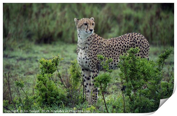 JST125 Cheetah eyes Print by Jim Tampin