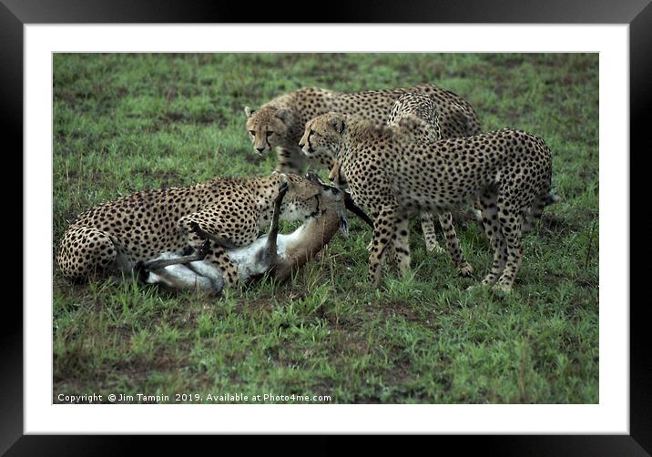 JST127 Cheetah Kill Framed Mounted Print by Jim Tampin