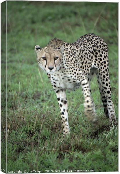 JST129. The Hunter Canvas Print by Jim Tampin