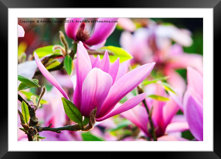 Magnificent Magnolia. Framed Mounted Print by Ashley Cooper