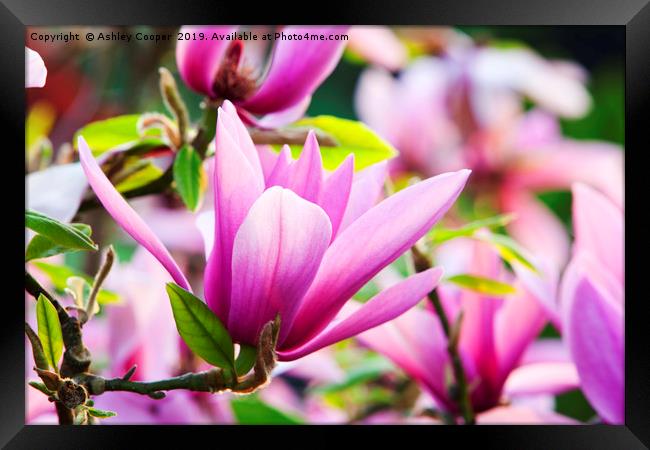 Magnificent Magnolia. Framed Print by Ashley Cooper