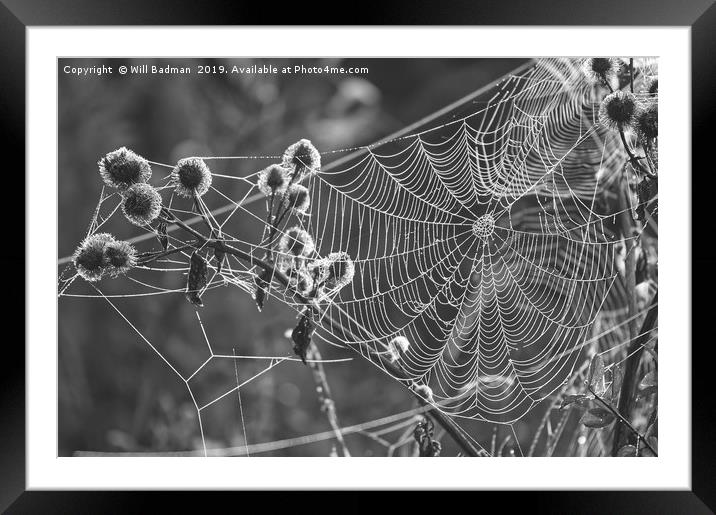 Web on a Misty Morning Framed Mounted Print by Will Badman
