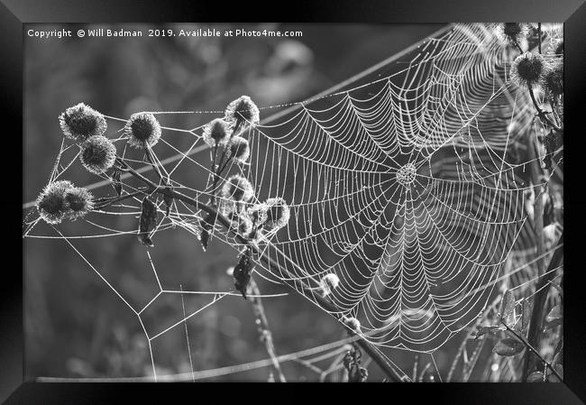 Web on a Misty Morning Framed Print by Will Badman