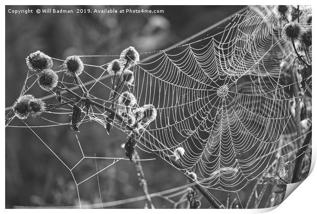 Web on a Misty Morning Print by Will Badman