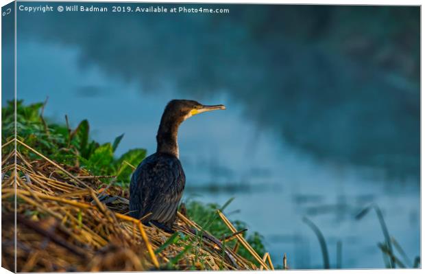 Cormorant Sat on Misty River Bank Canvas Print by Will Badman