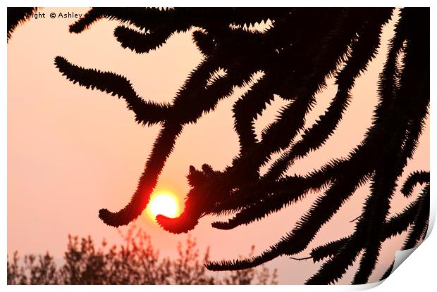 Monkey Puzzle. Print by Ashley Cooper