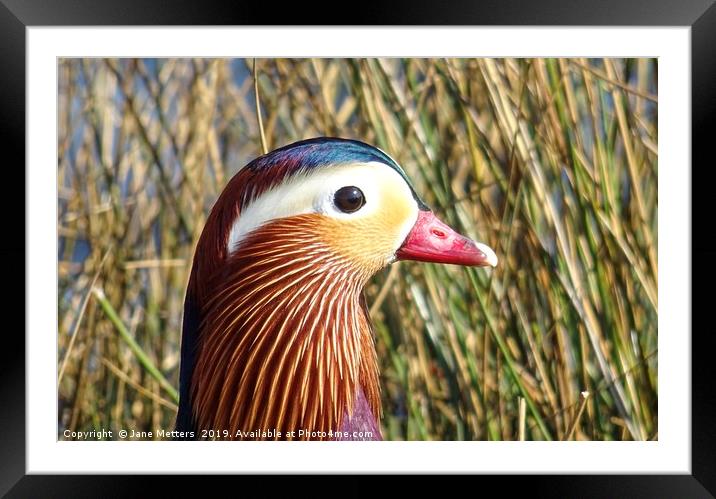 Colourful Bird Framed Mounted Print by Jane Metters
