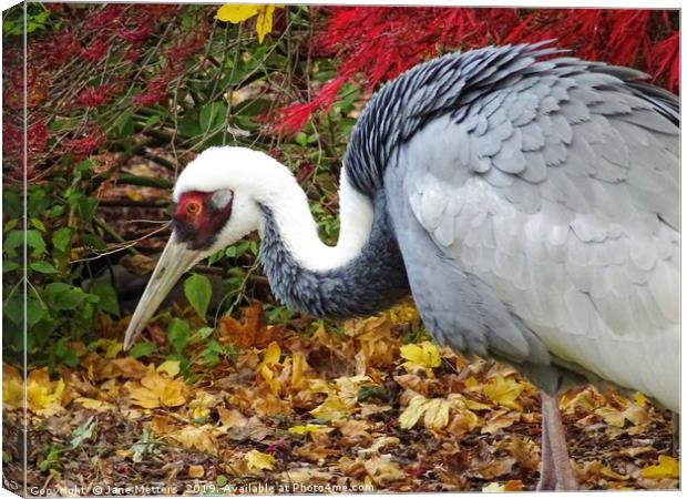 A Crane in Autumn Canvas Print by Jane Metters