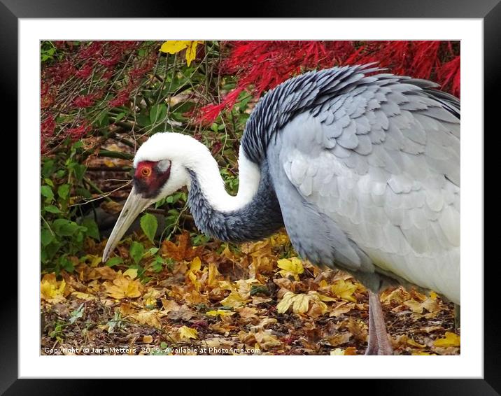 A Crane in Autumn Framed Mounted Print by Jane Metters