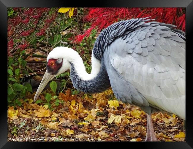 A Crane in Autumn Framed Print by Jane Metters
