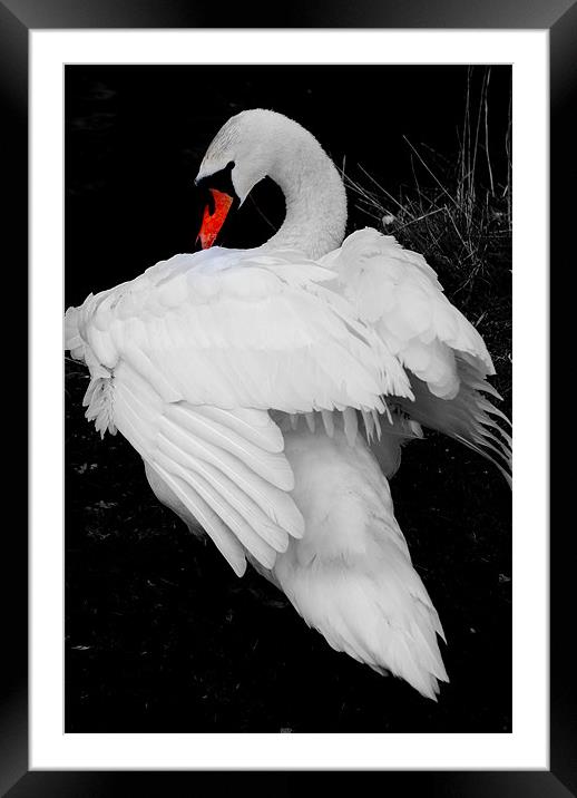 Swan Framed Mounted Print by Karen Martin