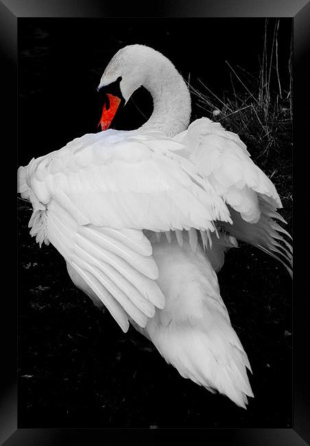 Swan Framed Print by Karen Martin