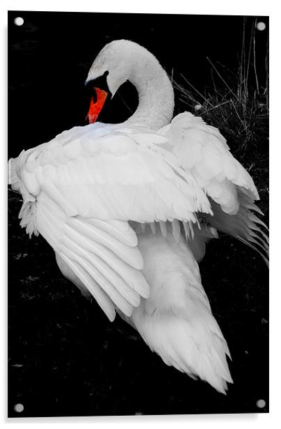 Swan Acrylic by Karen Martin