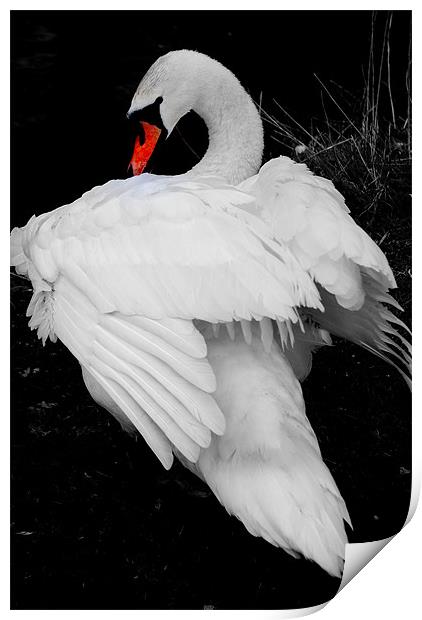 Swan Print by Karen Martin