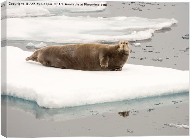 Bearded Seal. Canvas Print by Ashley Cooper