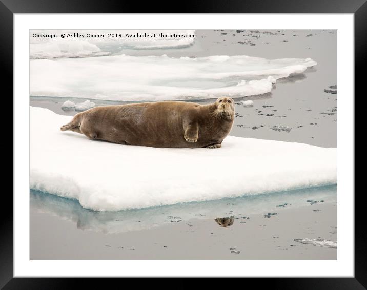 Bearded Seal. Framed Mounted Print by Ashley Cooper