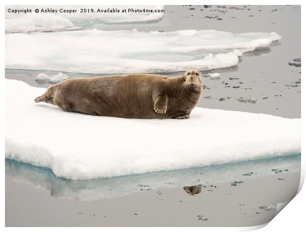 Bearded Seal. Print by Ashley Cooper