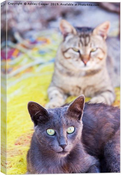 Cats eyes. Canvas Print by Ashley Cooper