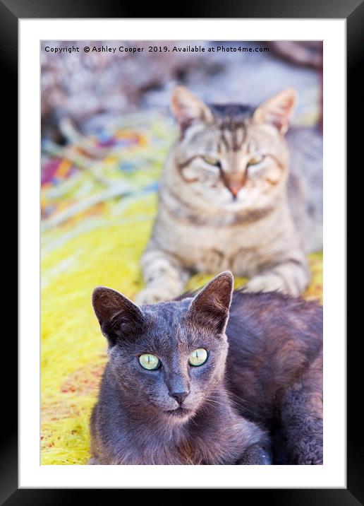 Cats eyes. Framed Mounted Print by Ashley Cooper